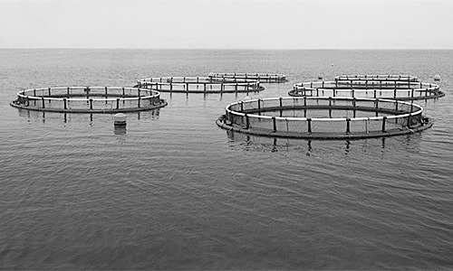 物聯(lián)網(wǎng)助力水產(chǎn)養(yǎng)殖進(jìn)行智能化管理。